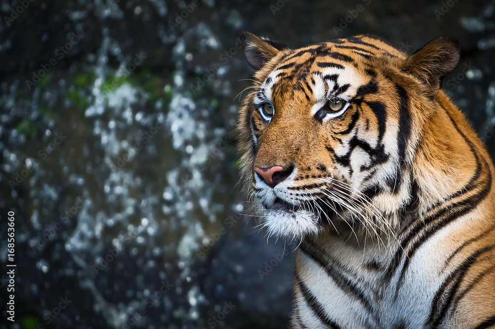Close up tiger. Close up tiger.