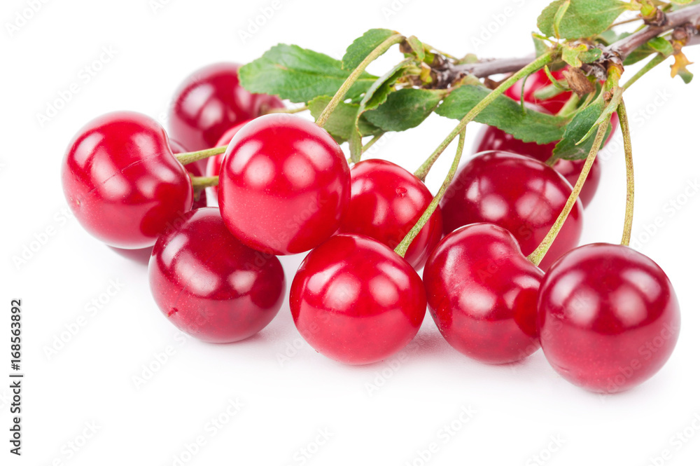 Cherry branch with leaves Cherry branch with leaves