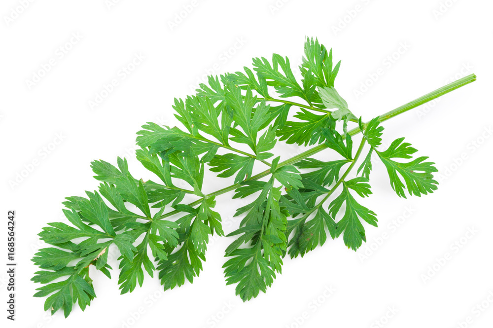 fresh carrots leaf fresh carrots leaf