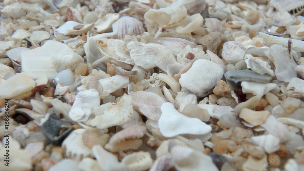 Macro shooting from the shell. Macro shooting from the shell.