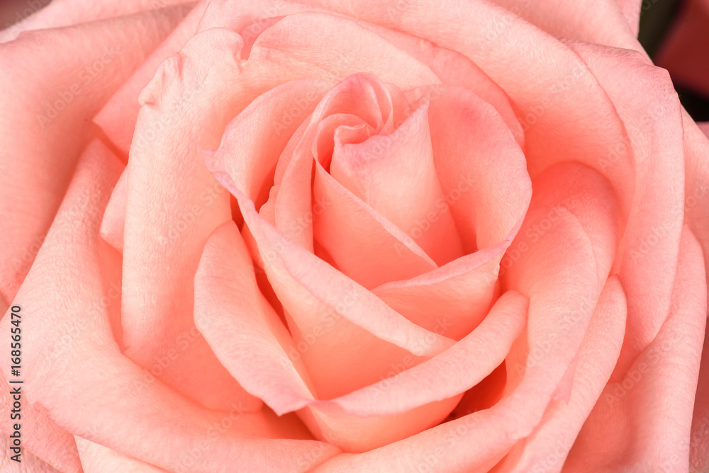 Beautiful pink rose close-up. Macro photo, floral background. Beautiful pink rose close-up. Macro photo, floral background.