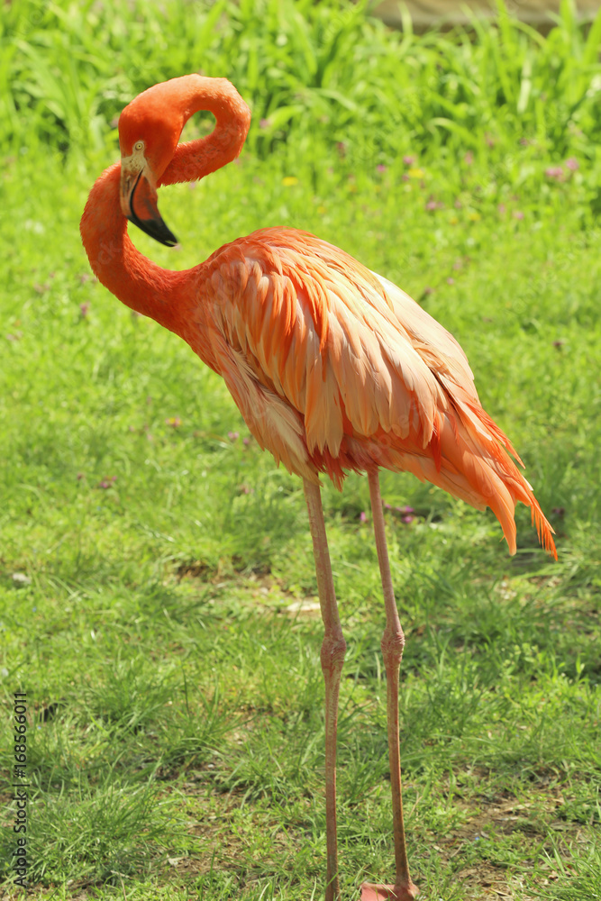 Beautiful flamingo in zoological garden Beautiful flamingo in zoological garden