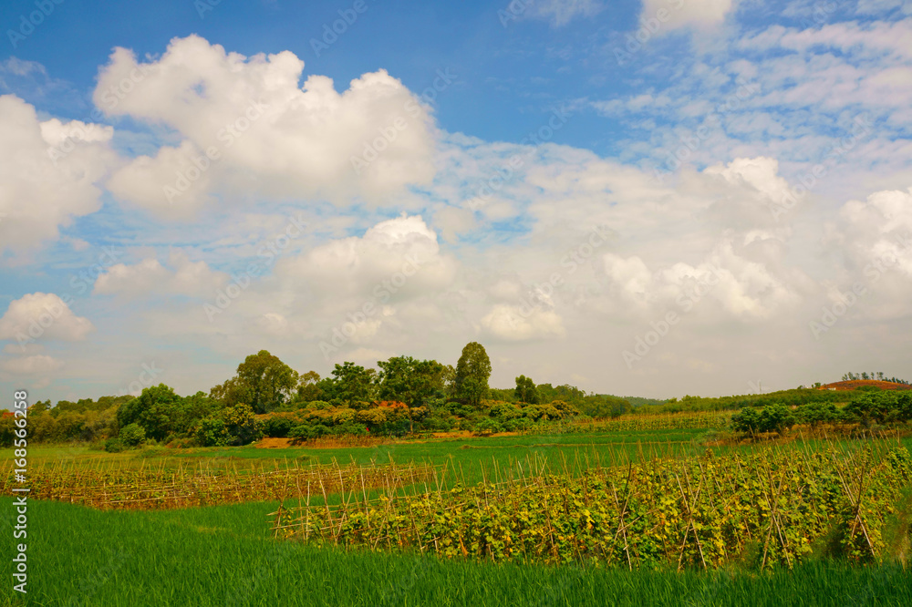 Rural landscape in midland