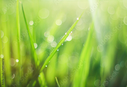 Sunrise and green grass with dew drop