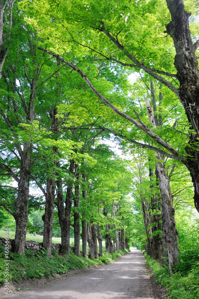 country road with green trees on both sides country road with green trees on both sides
