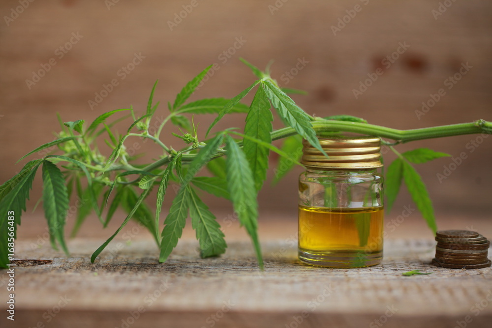 A cannabis leaf and a bottle of hemp oil on a wooden table A cannabis leaf and a bottle of hemp oil on a wooden table