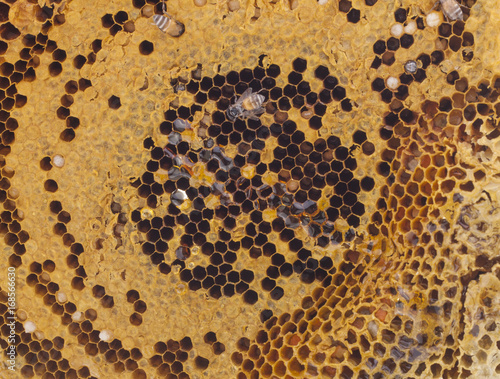 bees on honeycombs full of honey