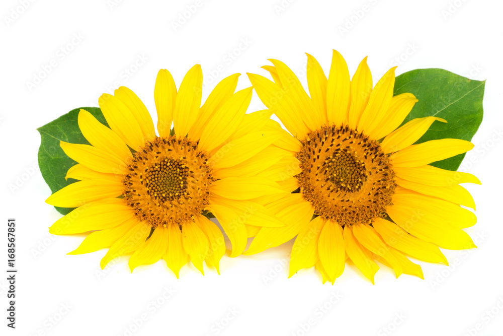 Fototapeta premium Two sunflowers with leaves isolated on white background