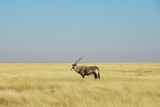 Oryx - Gemsbok - Etosha