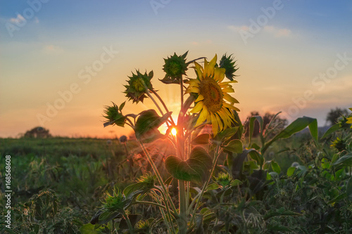 Sunflower stem against a setting sun