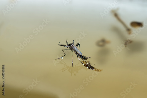 Macro of a Mosquito on water © noppharat