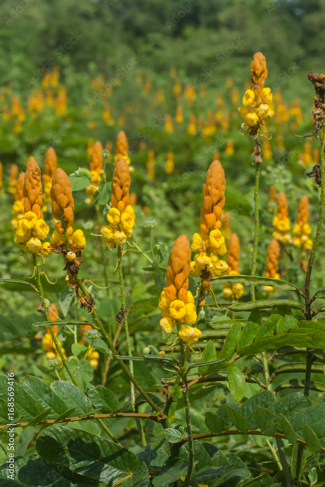 Obraz premium Ringworm bush flower.