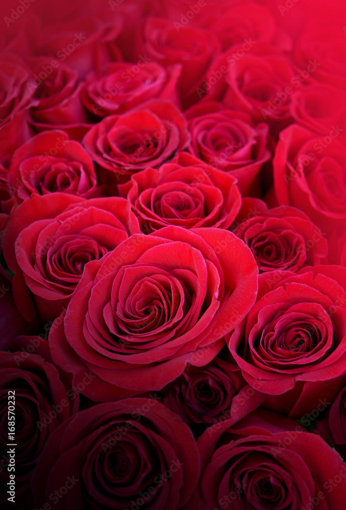 Beautiful red roses Beautiful red roses