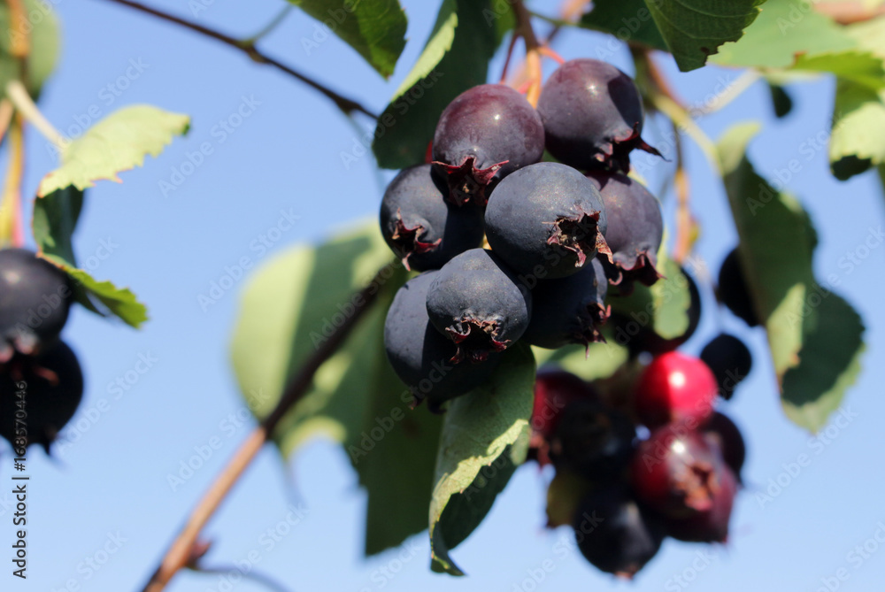 berries shadberry on a background of blue sky berries shadberry on a background of blue sky