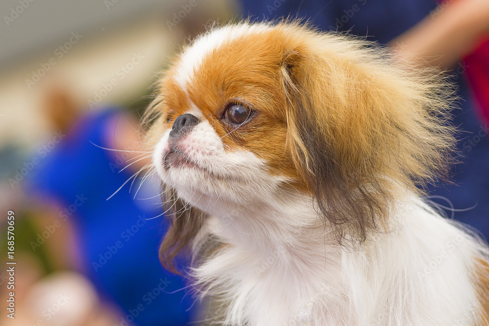 Pekingese dog Close-up Pekingese dog Close-up