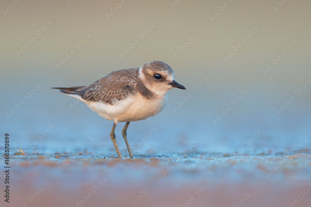 Kentish plover (Charadrius alexandrinus) Kentish plover (Charadrius alexandrinus)