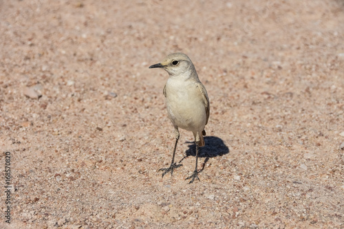 Tractrac Chat- Namibia:small bird