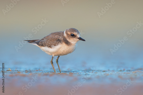 Kentish plover (Charadrius alexandrinus)