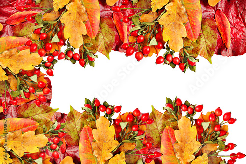 Autumn collage on white background. Frame from autumn leaves and hips. Autumn leaves hip  set isolated on white background