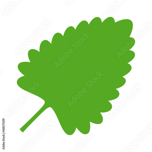 Catnip, catswort or catmint leaf flat color vector icon for apps and websites
