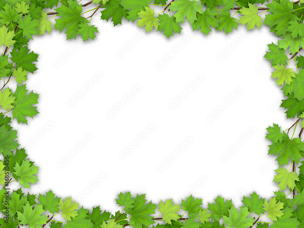 Frame from the green maple leaves on white background. Vector realistic illustration. Element for design greeting nature cards. Frame from the green maple leaves on white background. Vector realistic illustration. Element for design greeting nature cards.