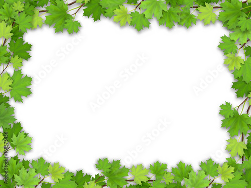 Frame from the green maple leaves on white background. Vector realistic illustration. Element for design greeting nature cards.