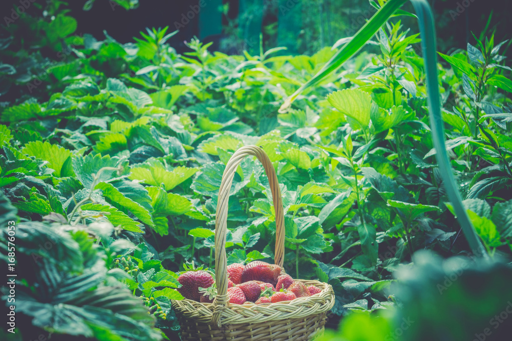 Strawberry in Basket on Grass Retro Strawberry in Basket on Grass Retro