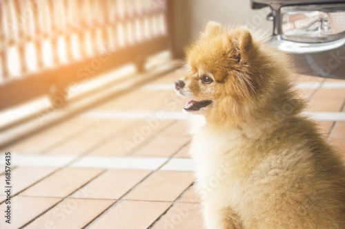 brown dog is waiting for the owner to return home in front of the house.Pet concept.