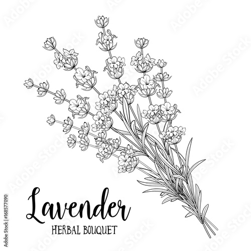 Bouquet of lavender on a white background. Black and White line design. Vector illustration bundle.