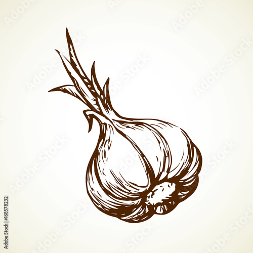 Garlic. Vector illustration