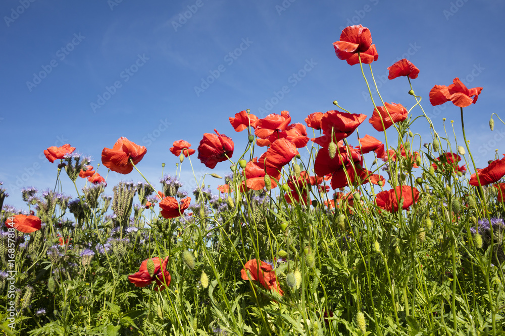 Obraz premium Feld, Phazelie, (Phazelia), Klatschmohn, Mohnblume, (Papaver rhoeas), Mecklenburg-Vorpommern, Deutschland