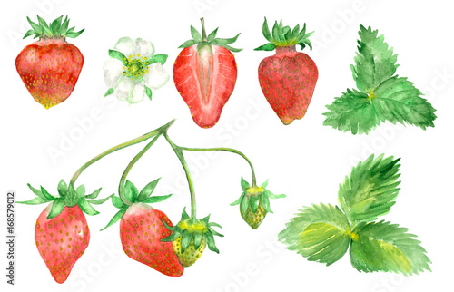 Fototapeta Naklejka Na Ścianę i Meble -  Watercolor hand drawn strawberry