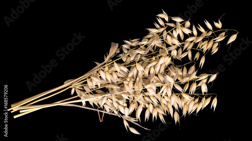 Dry cereal ears on black background. Decorative plant of oat isolated on black background in HD ratio 16x9. photo