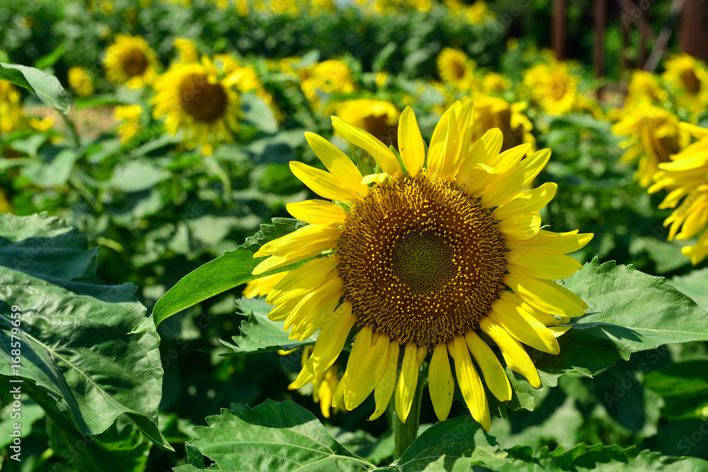 Fototapeta premium 長崎鼻のヒマワリ