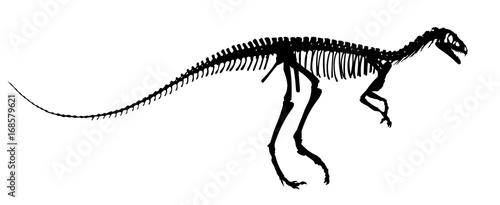 Dinosaur skeleton. 
