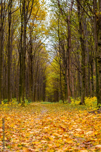 Photo of orange autumn forest with leaves and road
