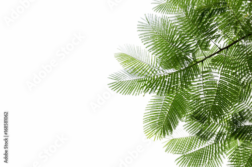 tree branch and green leaf silhouette photography   white background