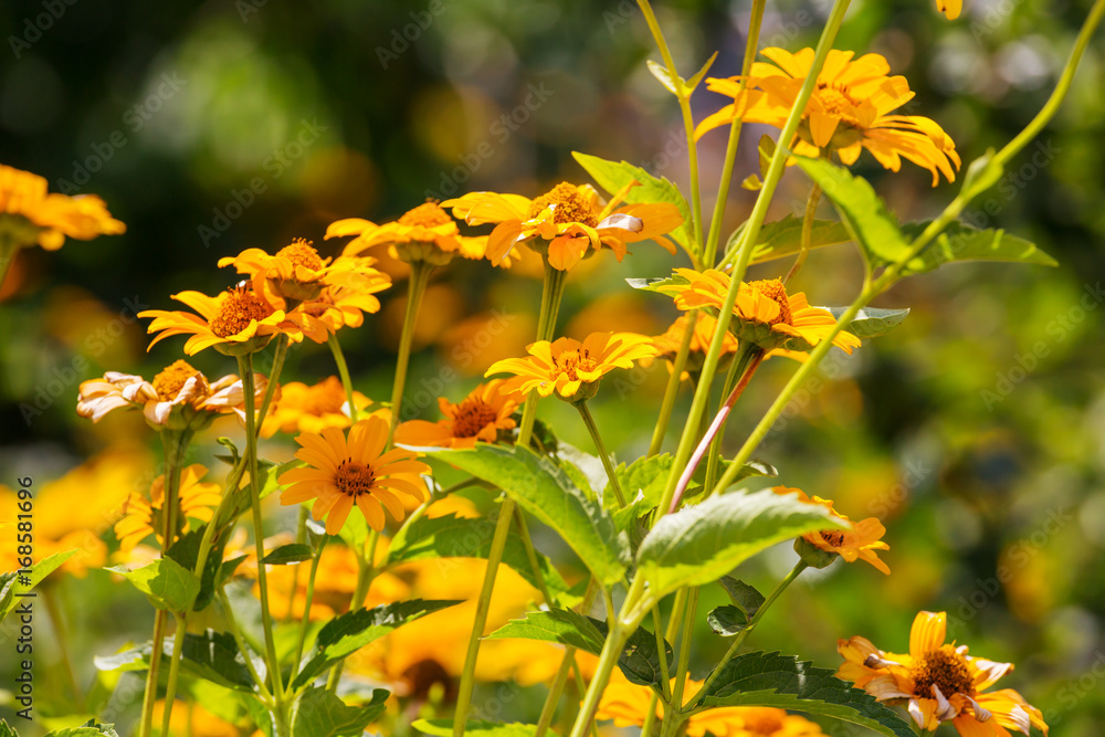 Flower Flower