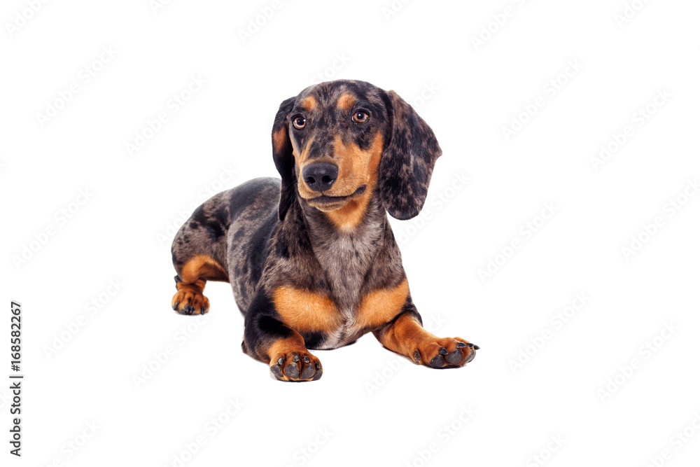 Dachshund dog of a marble color looks on a white background