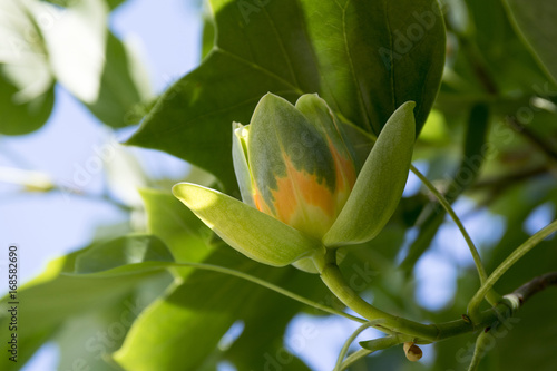 Liriodendron tulipifera beautiful ornamental tree in bloom