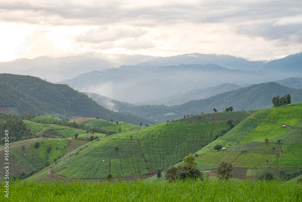 Agriculture on the mountain, Maecham, Chiangmai, THAILAND.