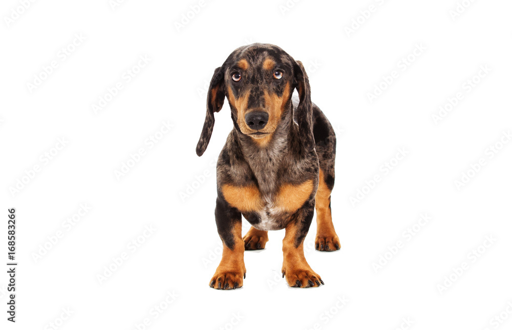 Dachshund dog of a marble color looks on a white background