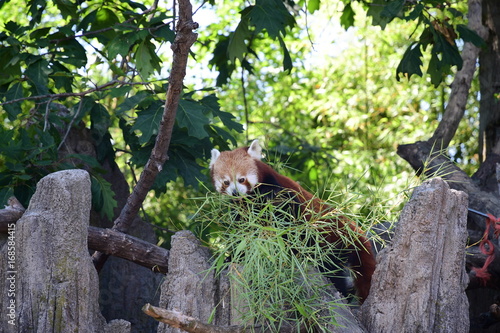 Fototapeta Naklejka Na Ścianę i Meble -  Panda minore (Ailurus fulgens)