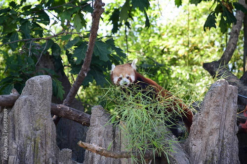 Fototapeta Naklejka Na Ścianę i Meble -  Panda minore (Ailurus fulgens)