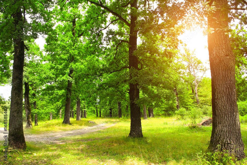 Beautiful landscape with road in summer oak forest Beautiful landscape with road in summer oak forest