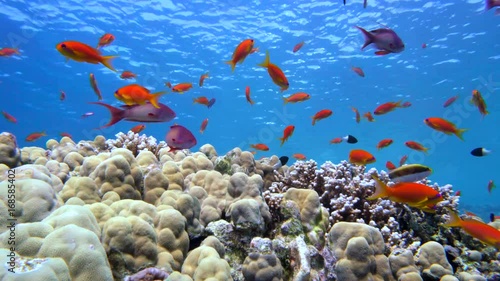 Colorful Fish on Vibrant Coral Reef, Red sea