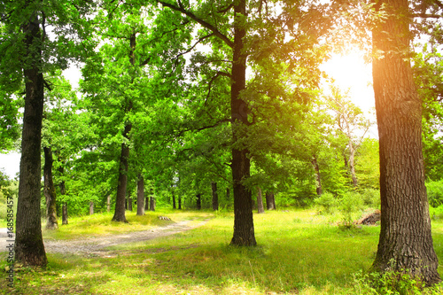 Beautiful landscape with road in summer oak forest