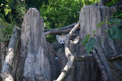 Fototapeta Naklejka Na Ścianę i Meble -  Panda minore (Ailurus fulgens)