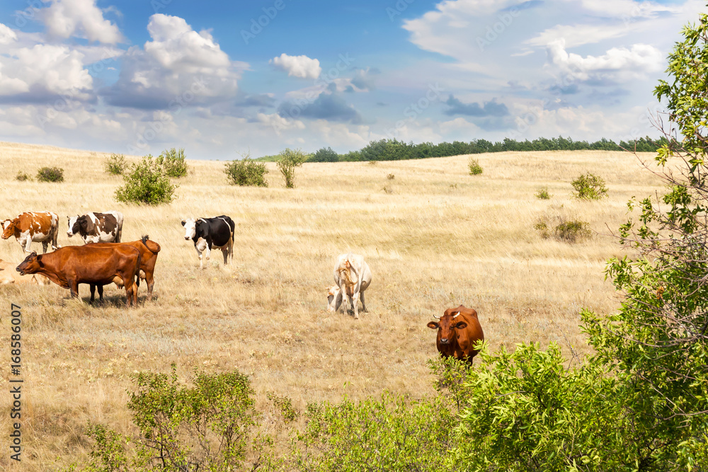 Clean livestock. Cows of different breeds are grazing on the field with yellow dry grass under a blue sky with clouds Clean livestock. Cows of different breeds are grazing on the field with yellow dry grass under a blue sky with clouds