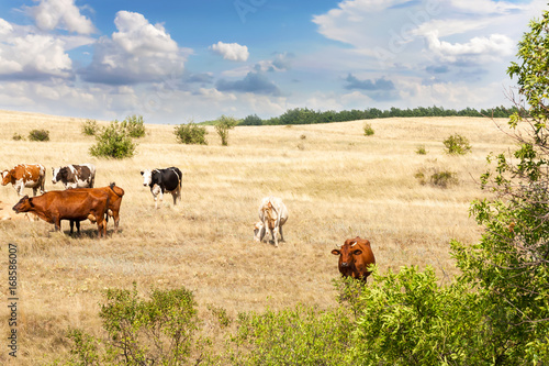 Clean livestock. Cows of different breeds are grazing on the field with yellow dry grass under a blue sky with clouds © marketlan